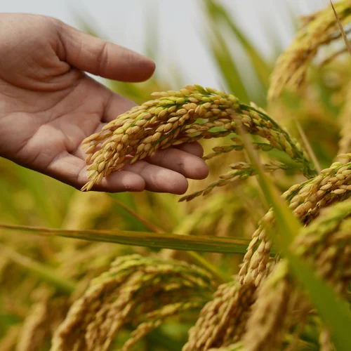 Advanced Agricultural Soil Solutions