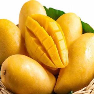 Alphonso Mango Exporter 5kg Carton 300g+ Grade A UAE