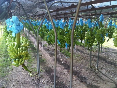 Baby Banana Exporter Sweet High Brix Fruit Supply