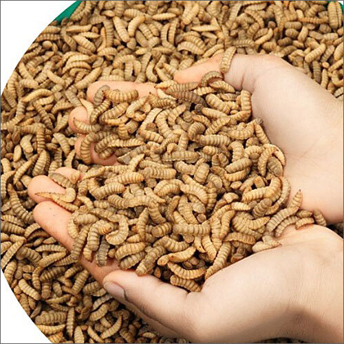 Black Soldier Fly Larvae 45 Protein Dried Feed Bulk Supplier