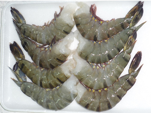 Black Tiger Shrimp 13 15 Count HLSO Premium Export Grade