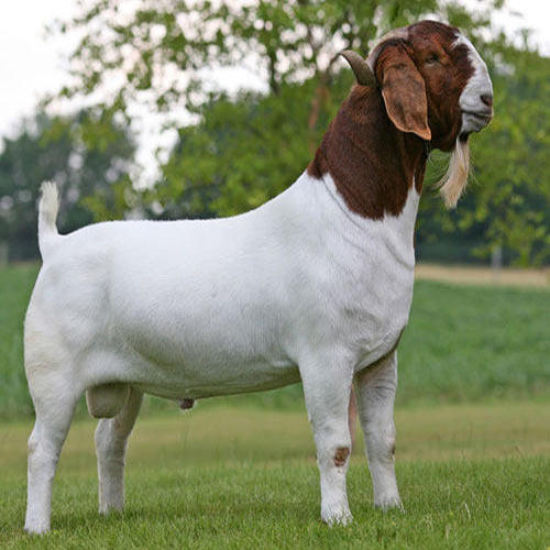 Boer Goat 6 12 Months 25 40Kg Meat Breed Farm Supply