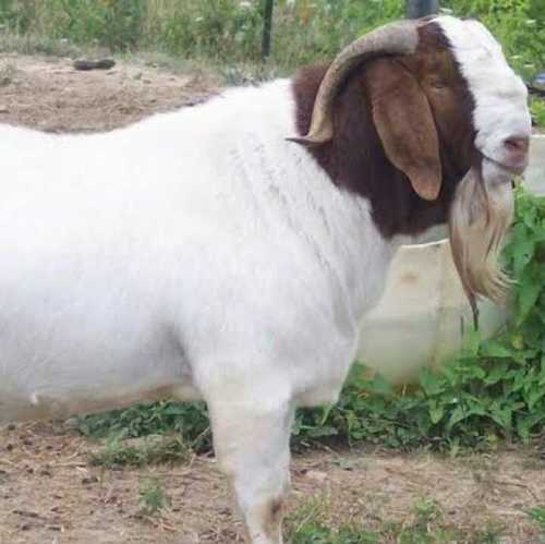 Boer Goats Meat Breed Fast Growth Livestock Supplier