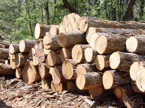 Bulk Timber Supplier for Infrastructure Projects