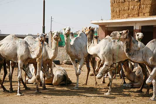 Camel Livestock Desert Breed Transport And Farm Use Supplier