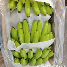 Cavendish Banana Supplier 13kg Box Export Quality UAE