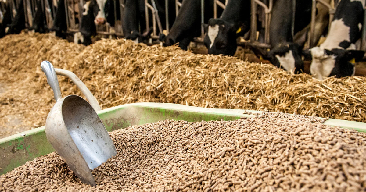 Complete Feed for Farm Animals