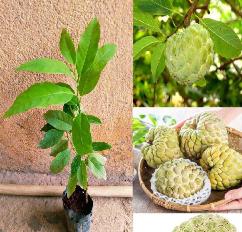 Custard Apple Plants