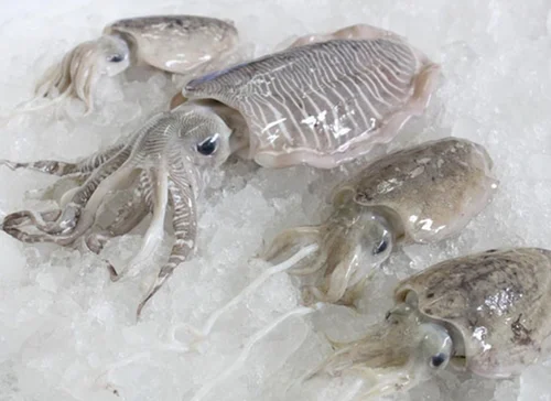 Cuttlefish Cleaned Whole Frozen HACCP Export Supplier