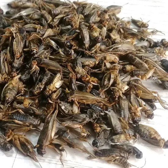 Dried Crickets 60 Protein Oven Dried Whole Insects Bulk Supplier