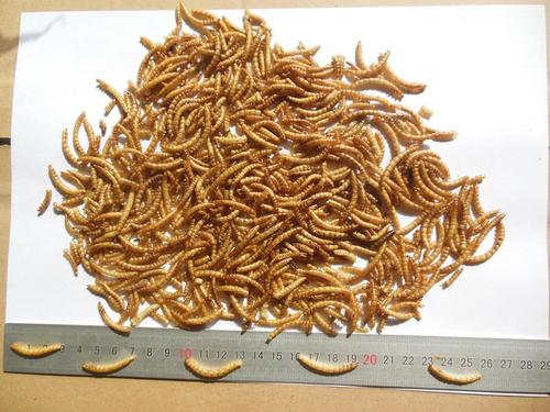 Dried Mealworms 50 Protein Whole Insect Bulk Supplier Export