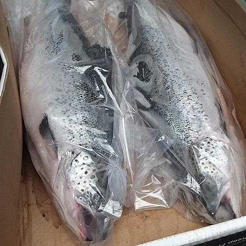 Fish Fillet Blocks 5kg 10kg Frozen Bulk Export Supplier