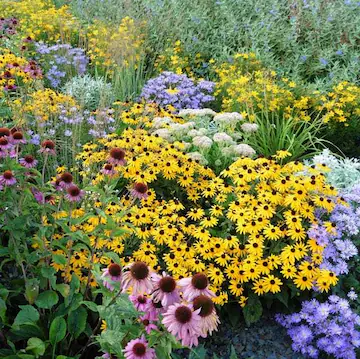 Flower Plant Nutrients