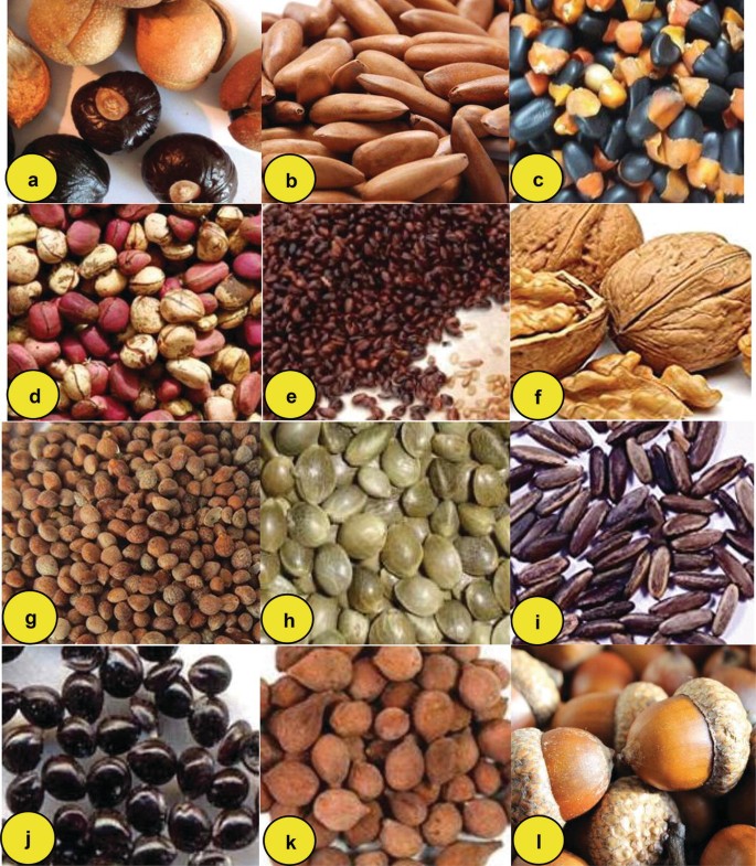 Forestry Seeds