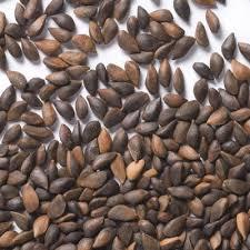 Forestry Seeds