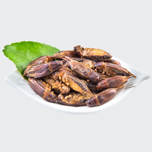 Freeze Dried Edible Insects Food Grade Whole Bulk Supplier Export