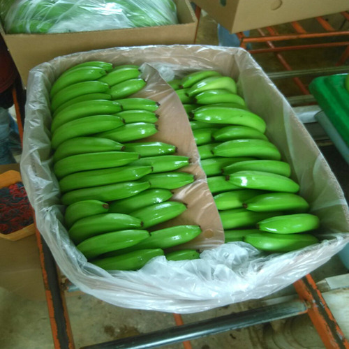 Fresh Banana Supplier 13kg Box Export Packing Global