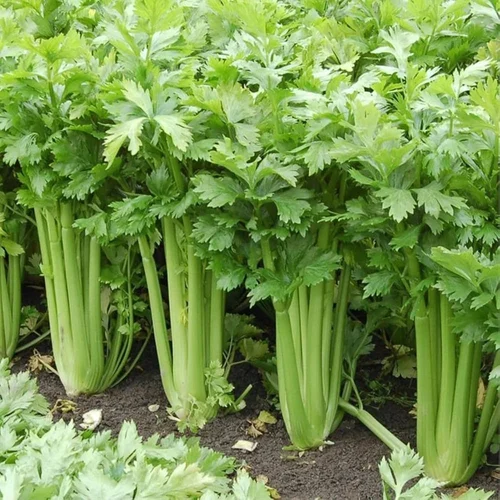 Fresh Celery Exporter Premium Leafy Vegetable Bulk