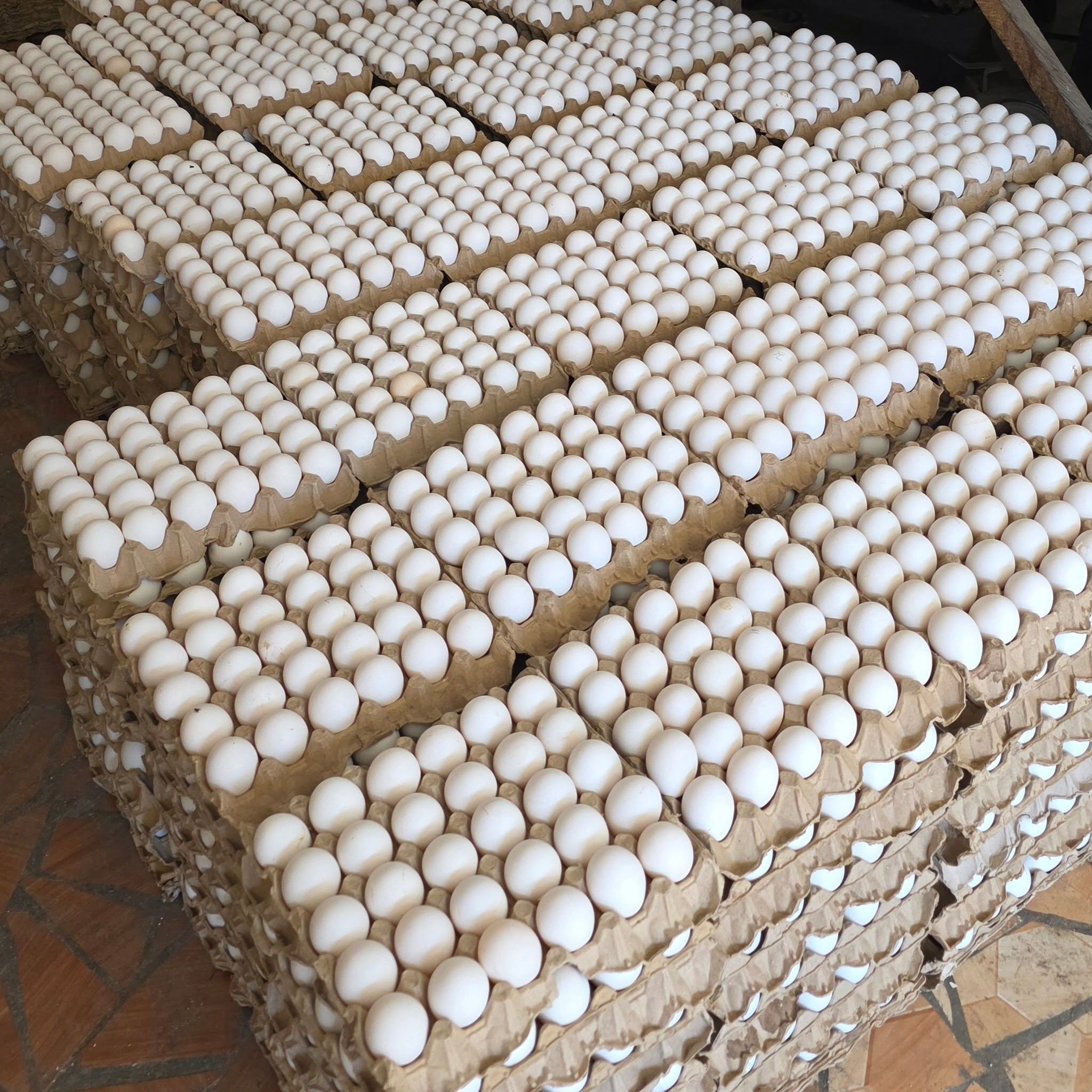 Fresh Eggs 30 Tray Packaging Bulk Poultry Supplier Export