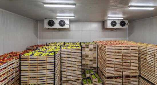 Fresh Fruits Exporter With Cold Chain Logistics India