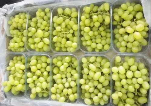Fresh Grapes Exporter 4.5kg Carton Premium Europe