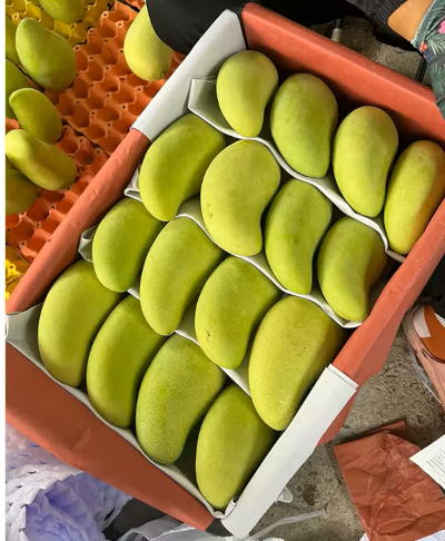 Fresh Mango Exporter 5kg Carton Premium Grade Europe