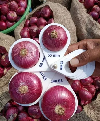 Fresh Onion Supplier 55mm Plus Premium Export Quality