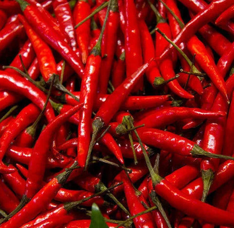 Fresh Red Chilli Supplier Premium Heat Export Grade