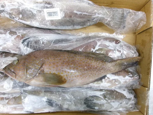 Frozen Fish Supplier Middle East Africa Bulk Export Seafood