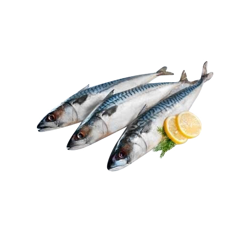Frozen Whole Fish Export Quality Marine Fish Bulk Supplier