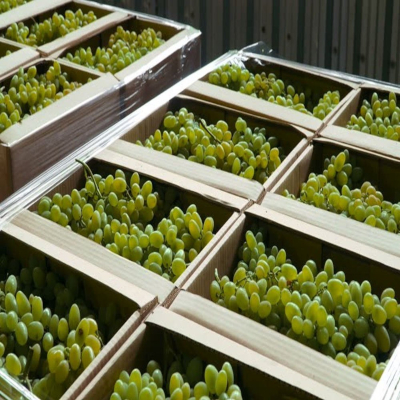 Grapes Exporter Cold Storage Chain Europe Bulk Supply