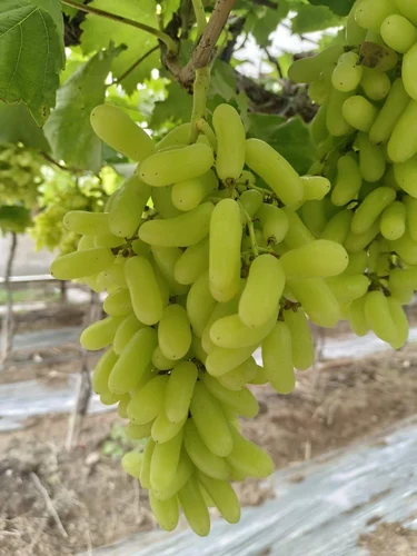 Grapes Supplier High Brix 18 Percent Export Quality