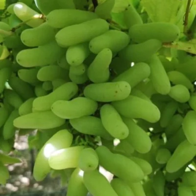 Green Grapes Exporter 4.5kg Carton 18mm High Brix