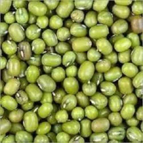 Green Lentils Bulk Exporter