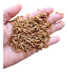 HACCP Certified Edible Insects Food Safety Bulk Supplier Export