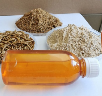 HACCP Certified Edible Insects Food Safety Bulk Supplier Export