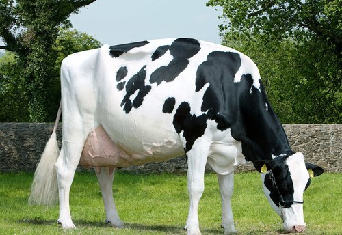 Holstein Friesian Dairy Cows High Milk Yield Breeding Stock Supplier