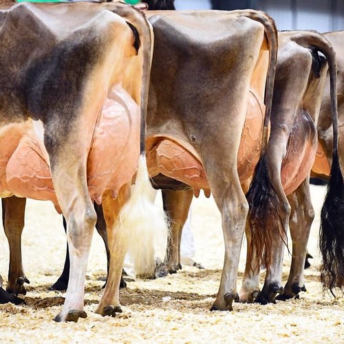 Holstein Friesian Heifer 18 24 Months 350 450Kg Dairy Breeding Stock