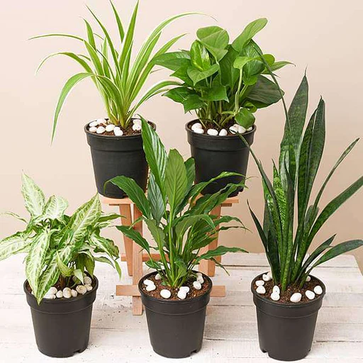 Indoor Plant Nutrition Products