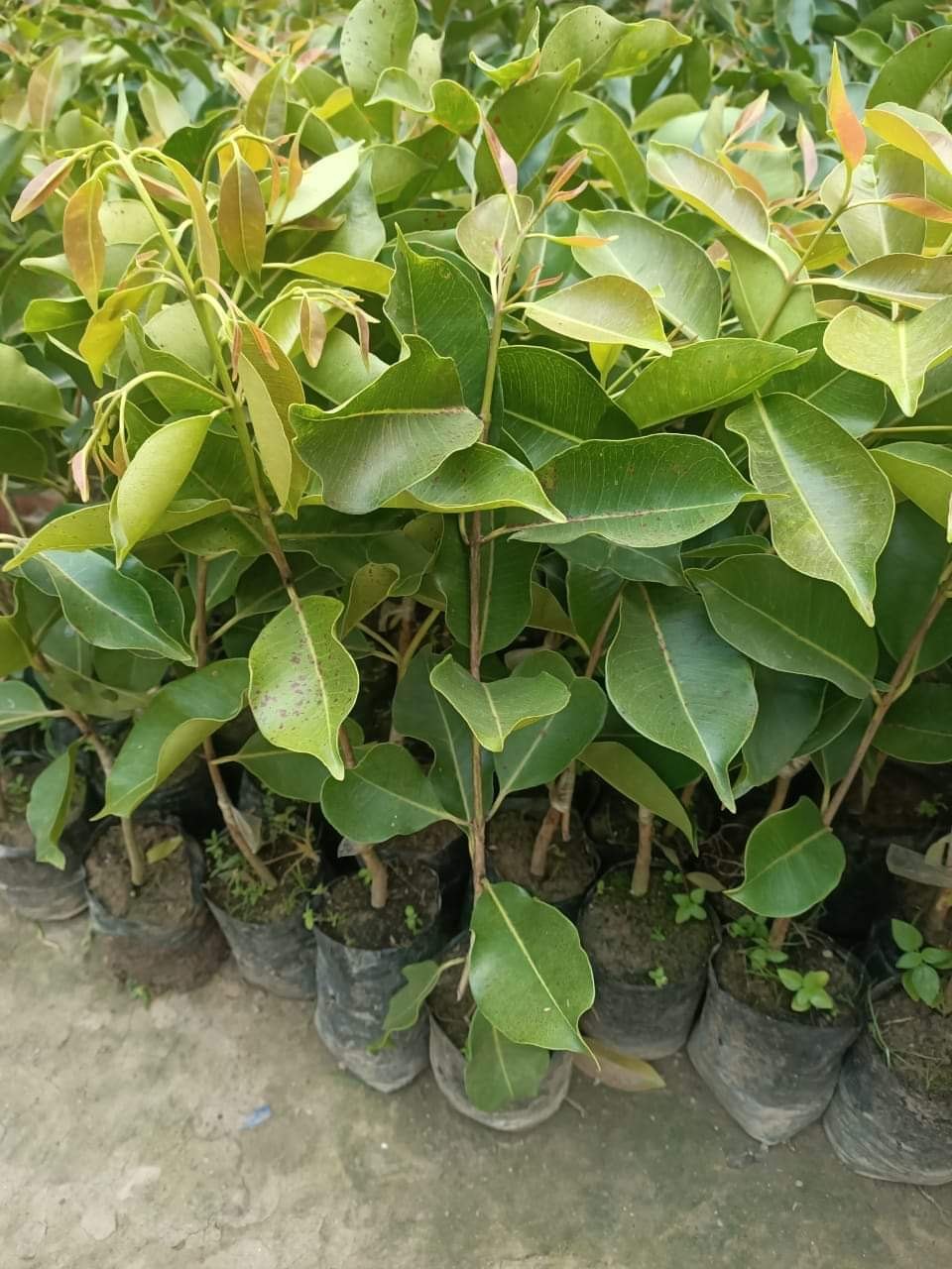 Jamun Seedlings
