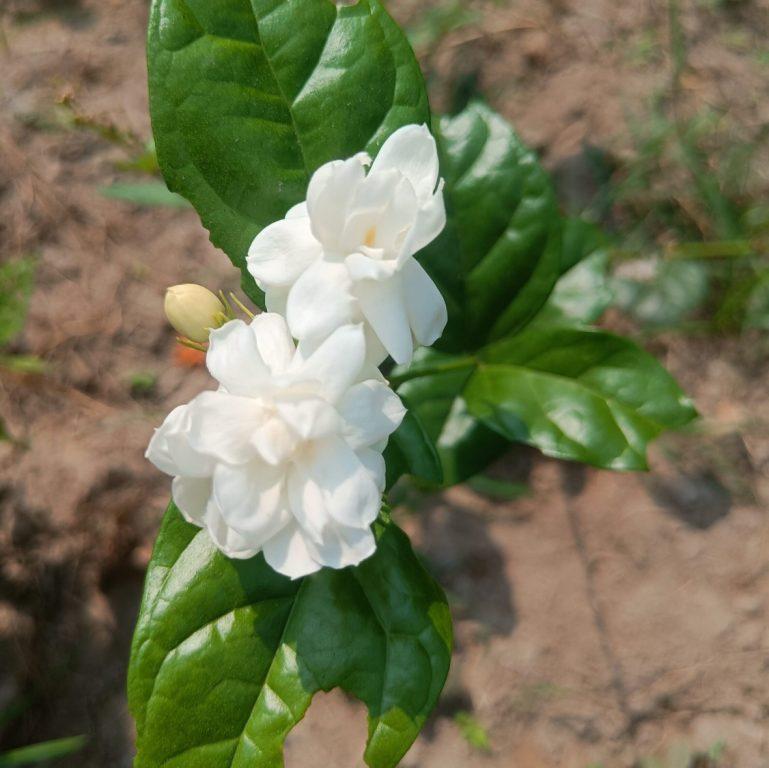 Jasmine Local Plants