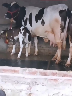 Jersey Cow Lactating 3 5 Years 300 400Kg Dairy Farm Supply