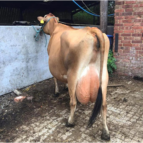 Jersey Cows Dairy Breed High Fat Milk Production Bulk Supply