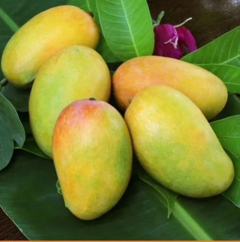 Kesar Mango Supplier High Brix 20 Percent Europe Export