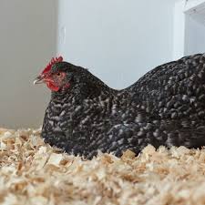 Layer Hens 18 Weeks Ready To Lay Poultry Farm Supply