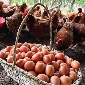 Layer Hens Egg Production Poultry Livestock Supplier