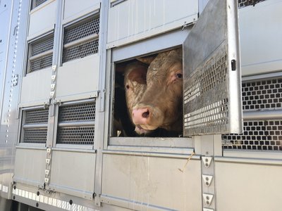 Live Animal Export Transport Compliance Handling Bulk Supplier