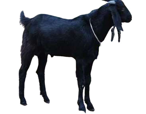 Live Animal Supplier Dairy Goat Poultry Livestock Supply India