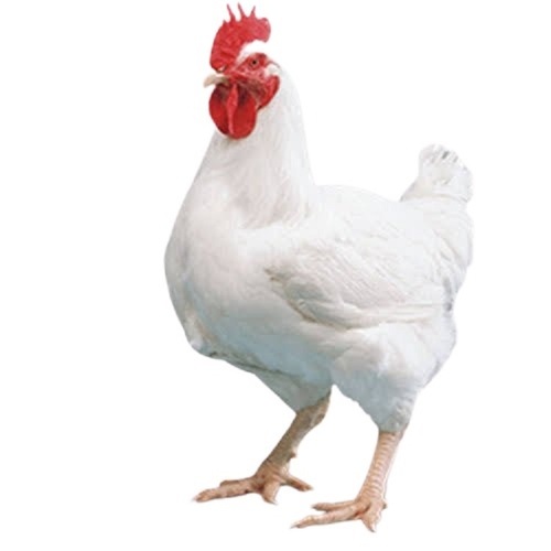 Live Broiler Chicken 5 6 Weeks 1 5 2Kg Poultry Farm Supply