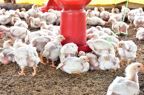 Live Broiler Chicken Fast Growth Poultry Farm Supply
